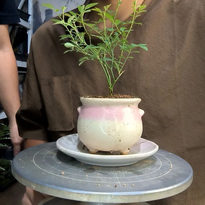 L****g中青园艺一物一拍100