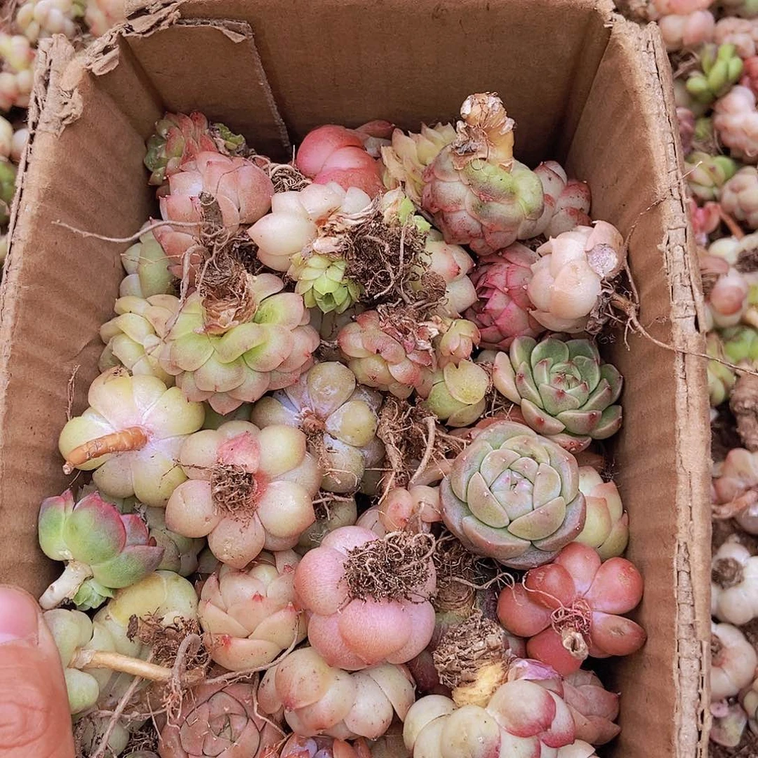 0000000000000002量拍保底50颗