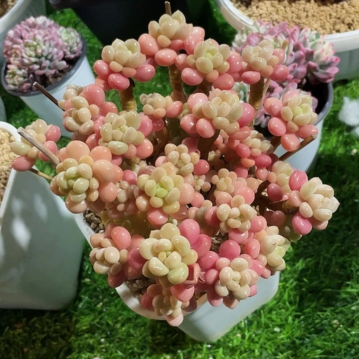 老桩鱼子酱一物一拍