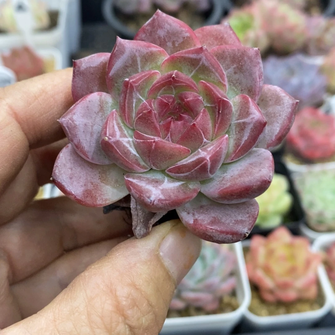 精品多肉一物一拍不包整348