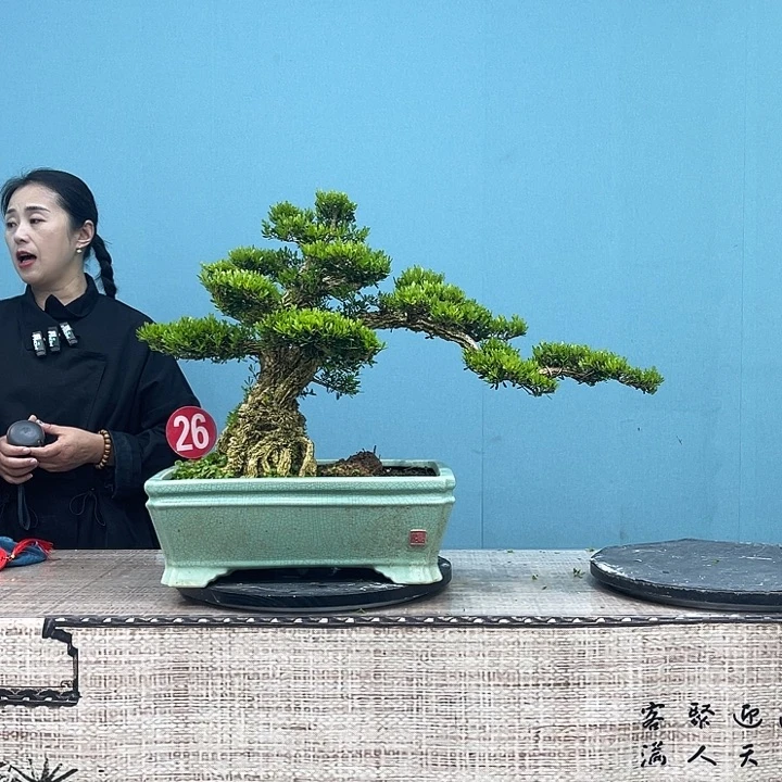 以实际为准精品黄杨盆景