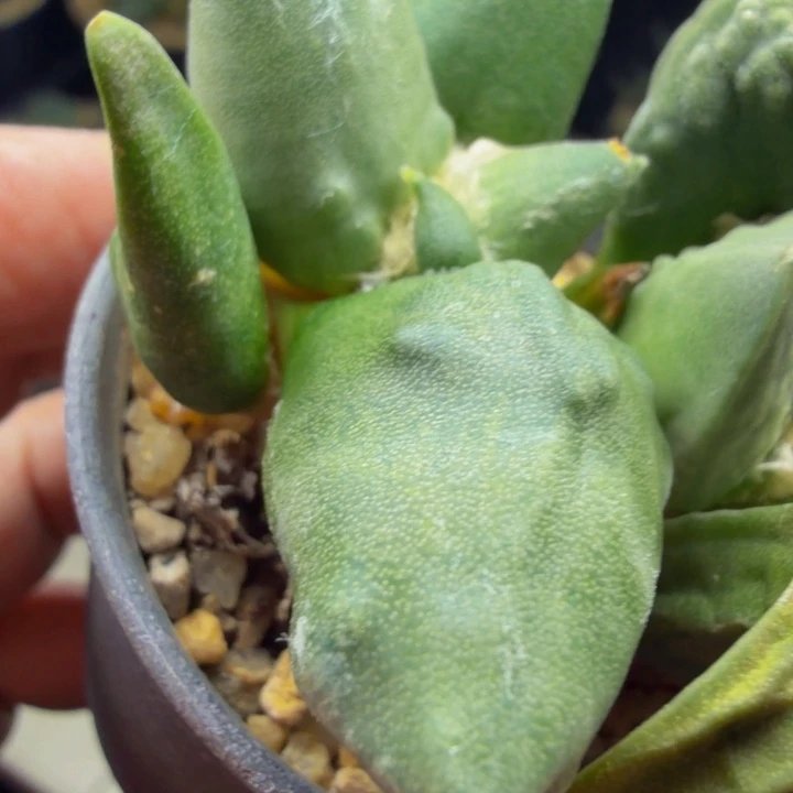 龙形怒有外星怒基因