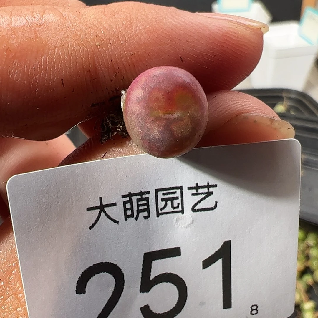 0000251 一物一拍……