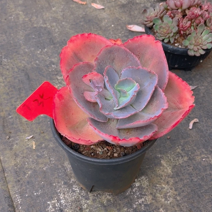 蓝色妖姬多肉植物3 5