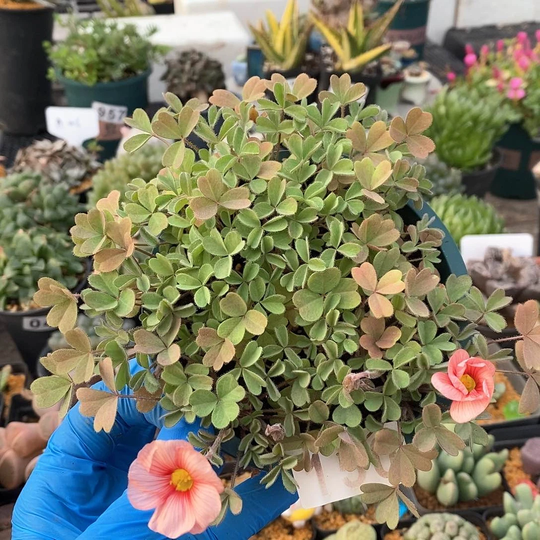 150 羞红 带盆土 12厘米加仑盆