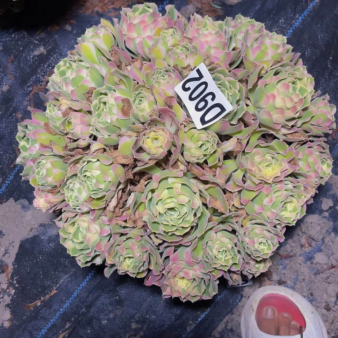 白凤法师15/-33包邮