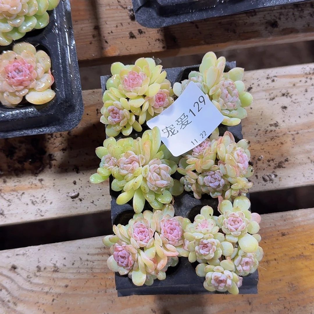 直播福利一物一拍129