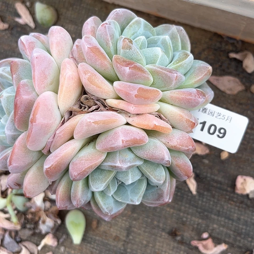 阿雅园艺。     5109