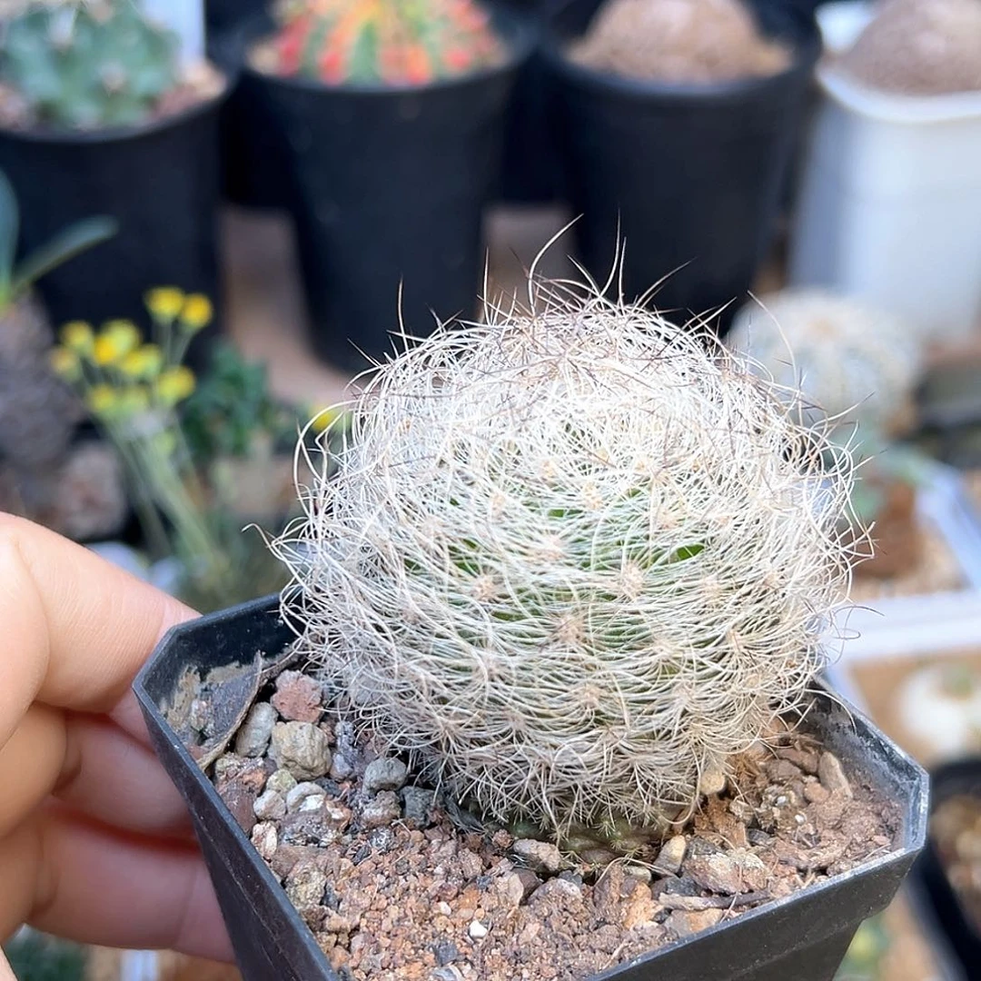 无花朵狂刺银翁玉实生4.7cm