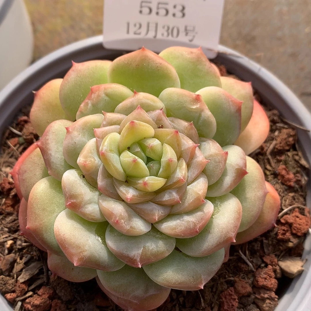 【闪购商品】云553号满月珍妮6厘米