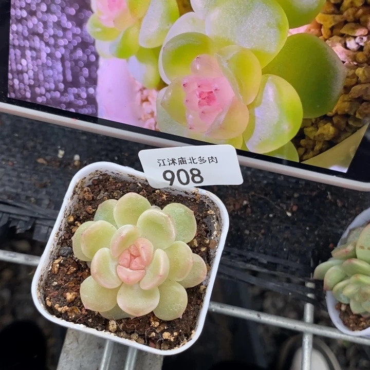 标908甜心2909一个多肉