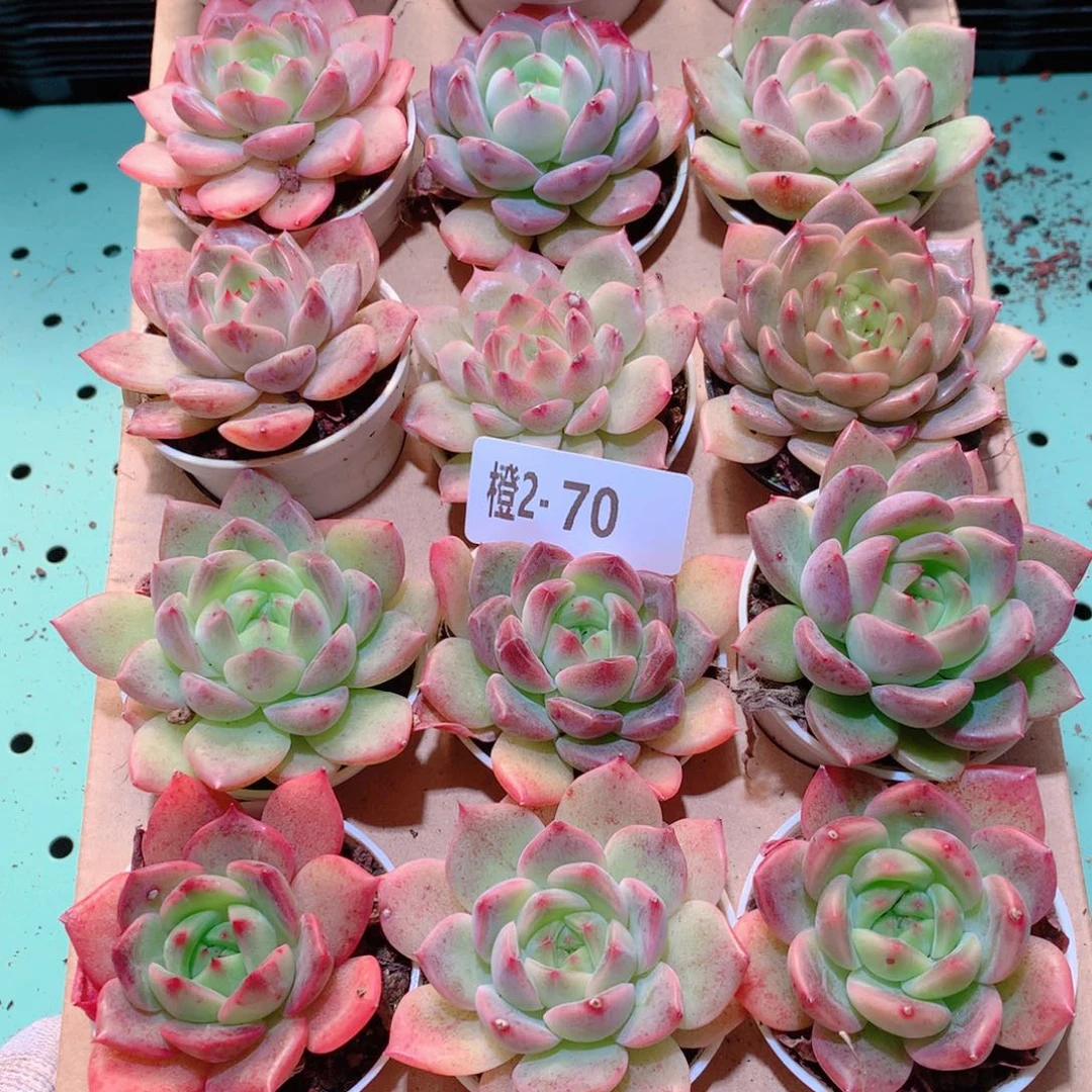 2-70一物一拍多肉带盆18颗