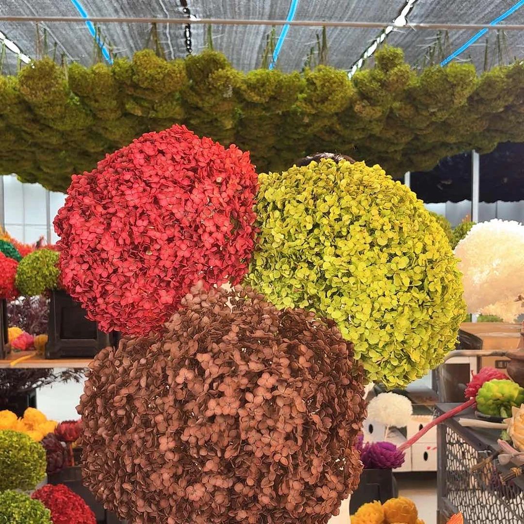 完全开放绿一咖一红一绣球