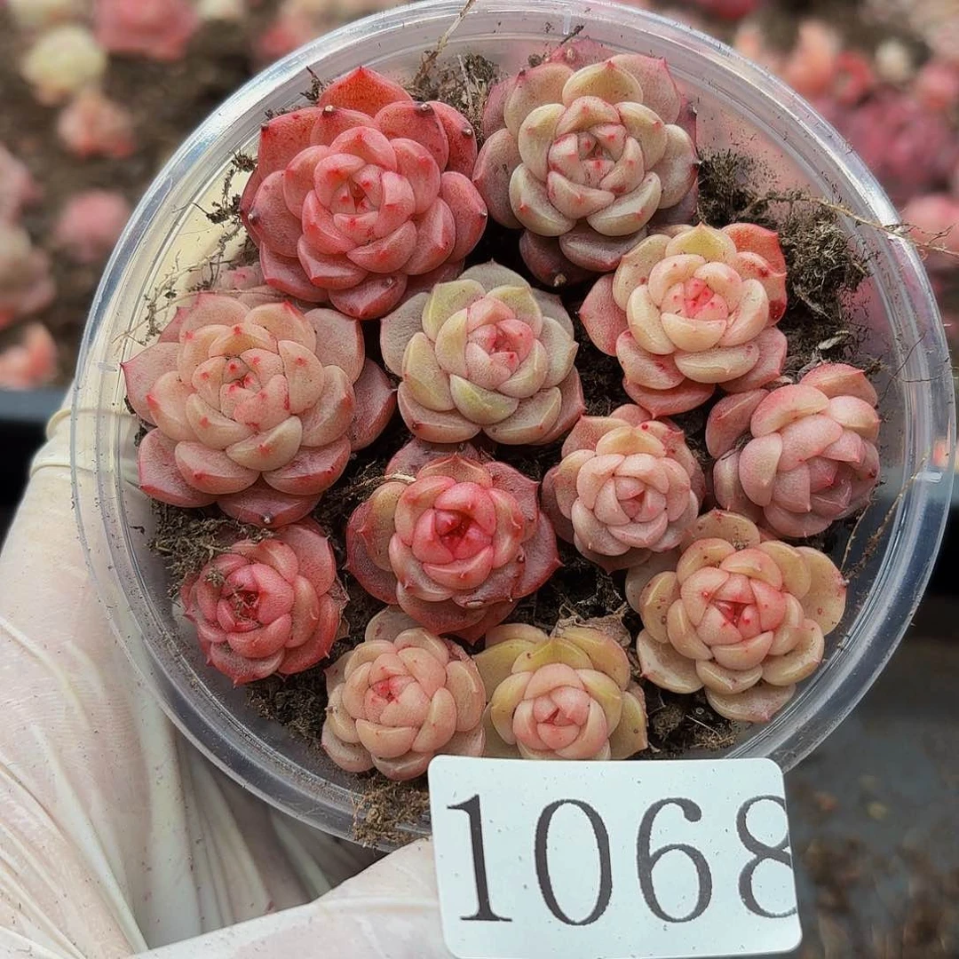 多肉植物多肉植物1068