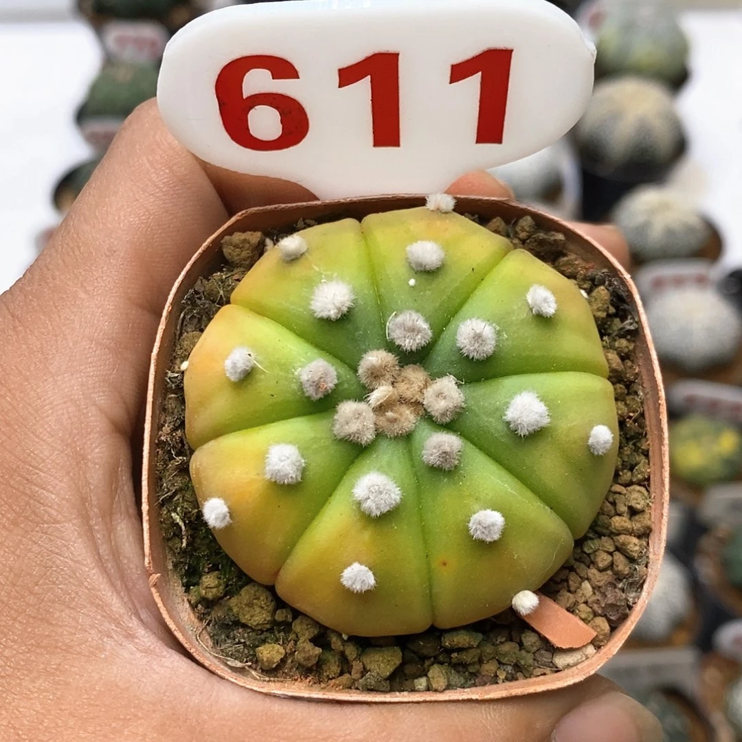 611黄体兜福利特价咯