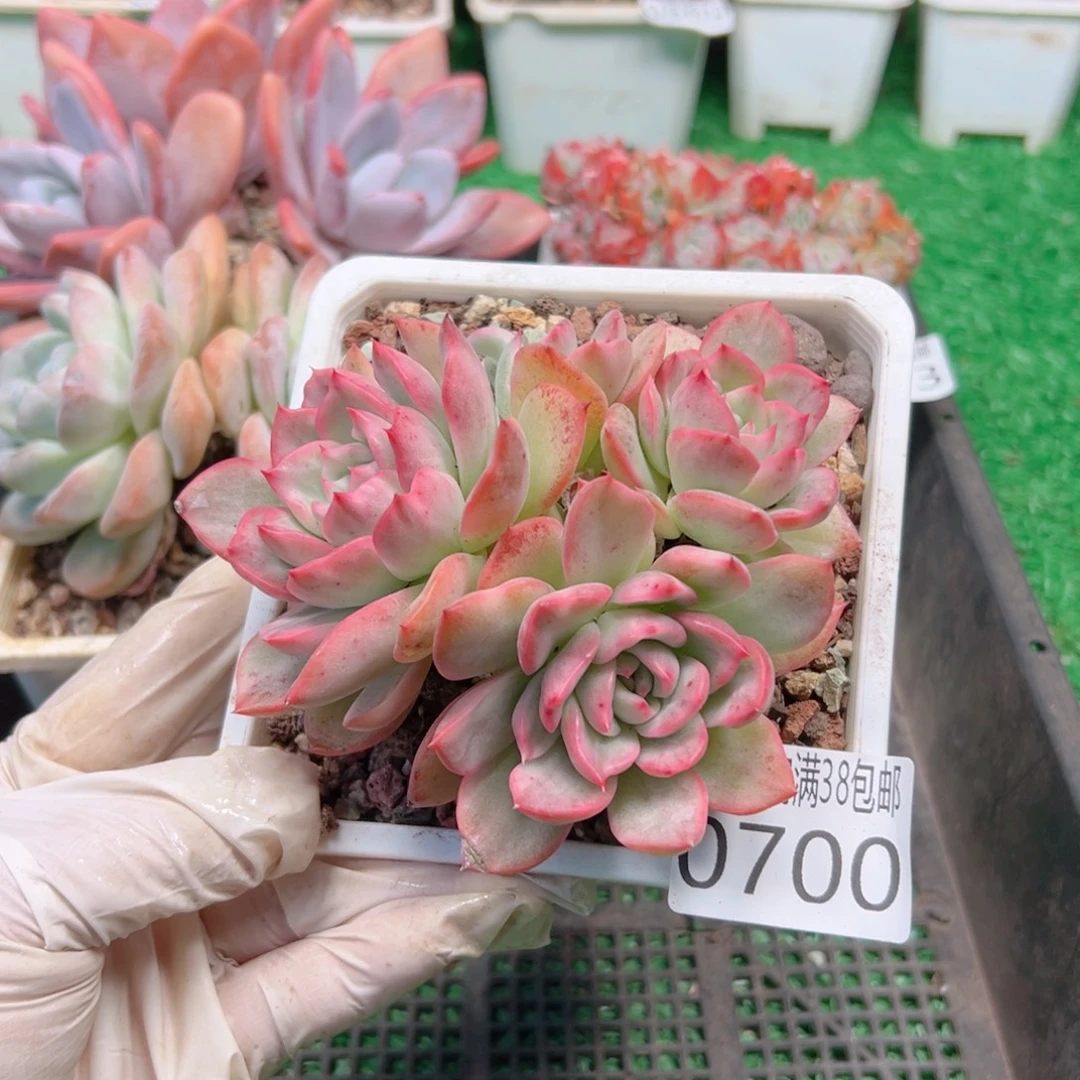 无花朵多肉一物＿拍植物0700