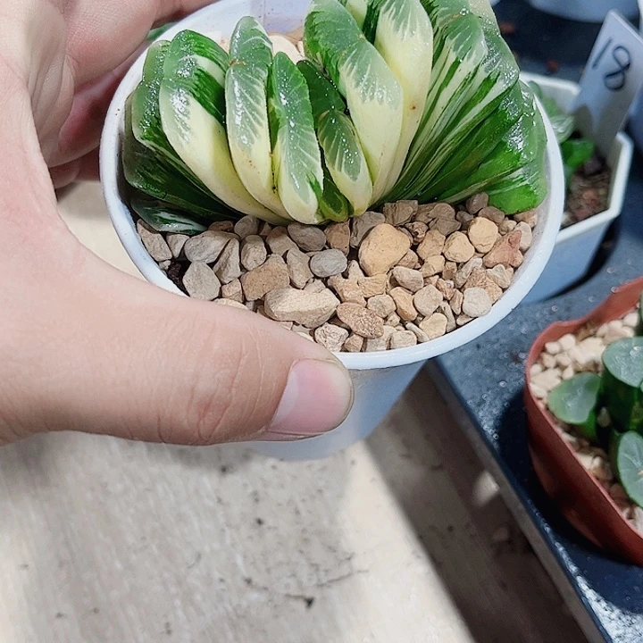 玉扇锦新手好养的