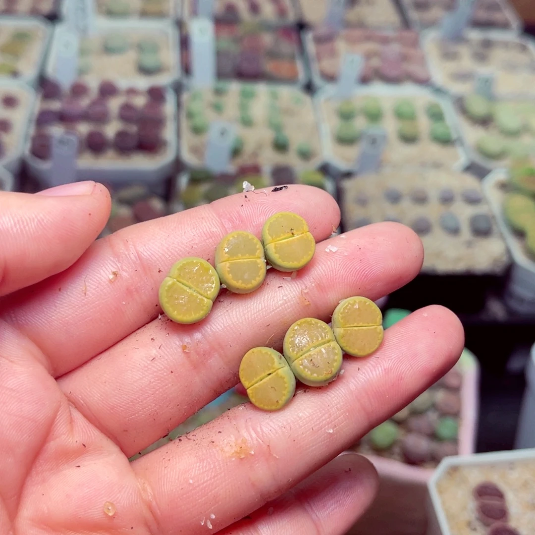 এ***果88号带盆包邮发货