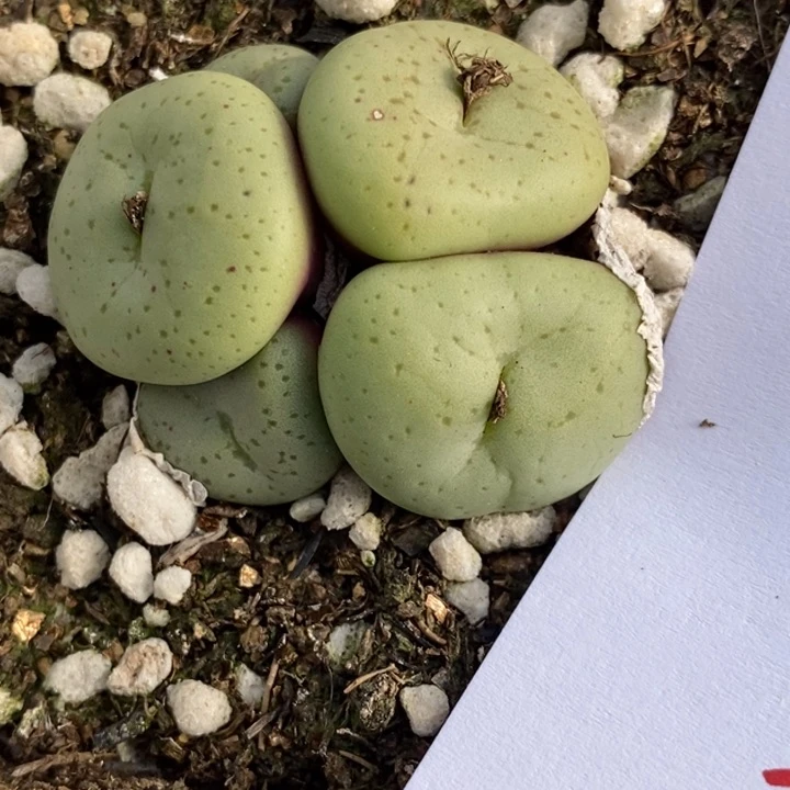 646吕氏大饼一群