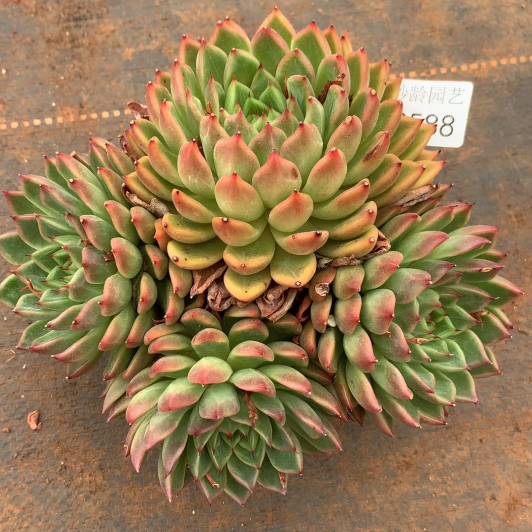 6588杂交精品基地18厘米