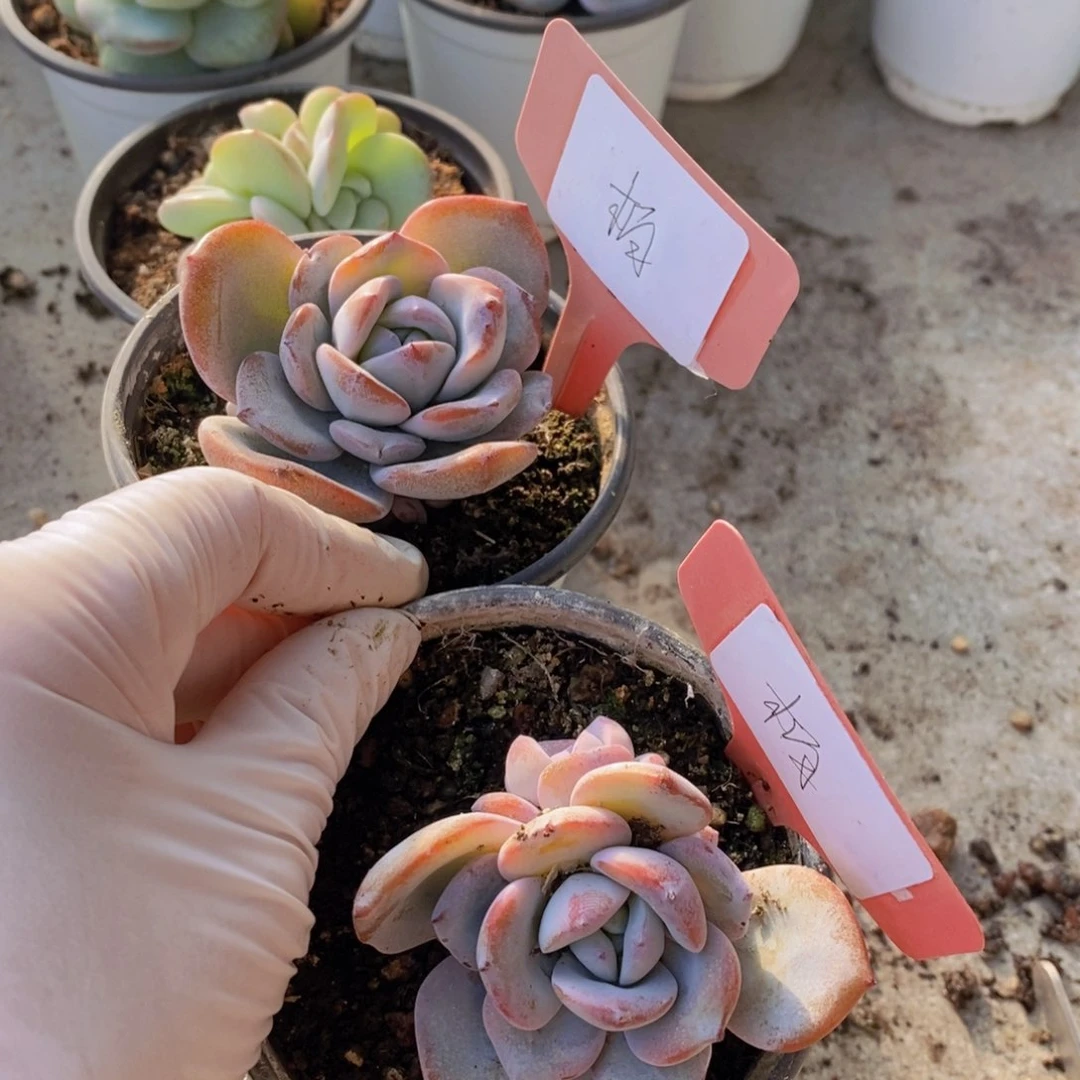 柏*多肉植物2222222