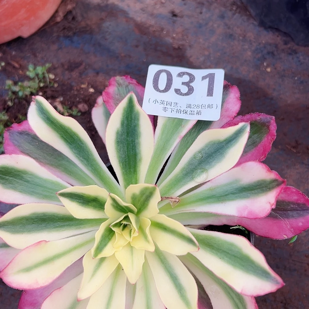 樱桃031多肉植物多肉植物