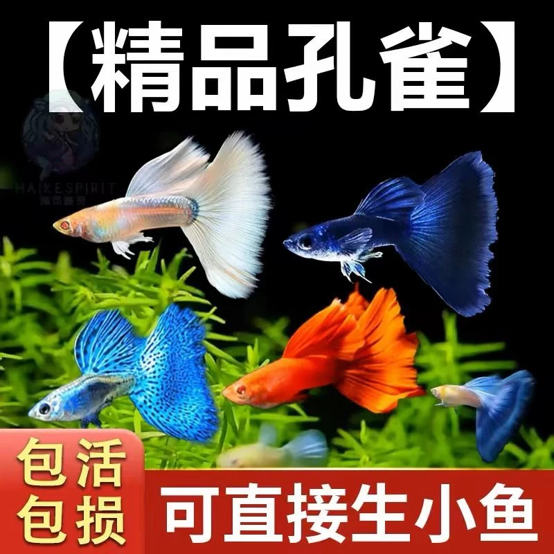 【孔雀鱼特惠套餐】小型热带淡水活鱼观赏鱼