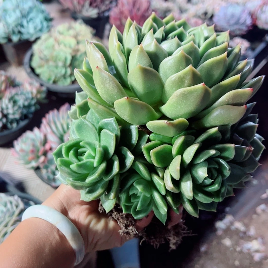 白玫瑰手捧,一物一拍