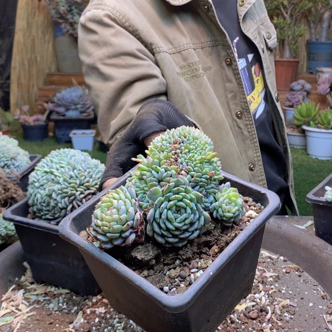 葛*?B86托斯卡多肉