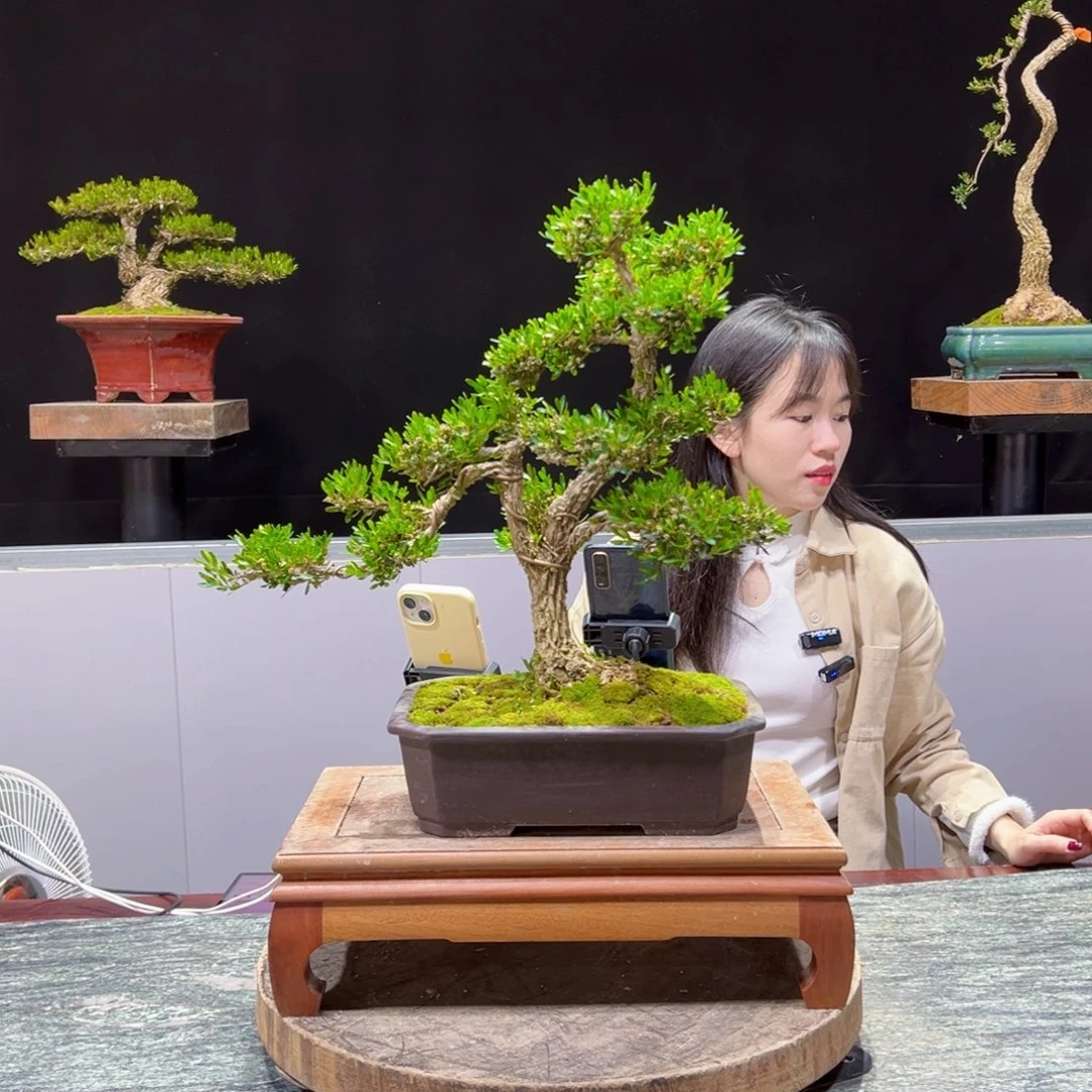 绿植黄杨盆景盆景