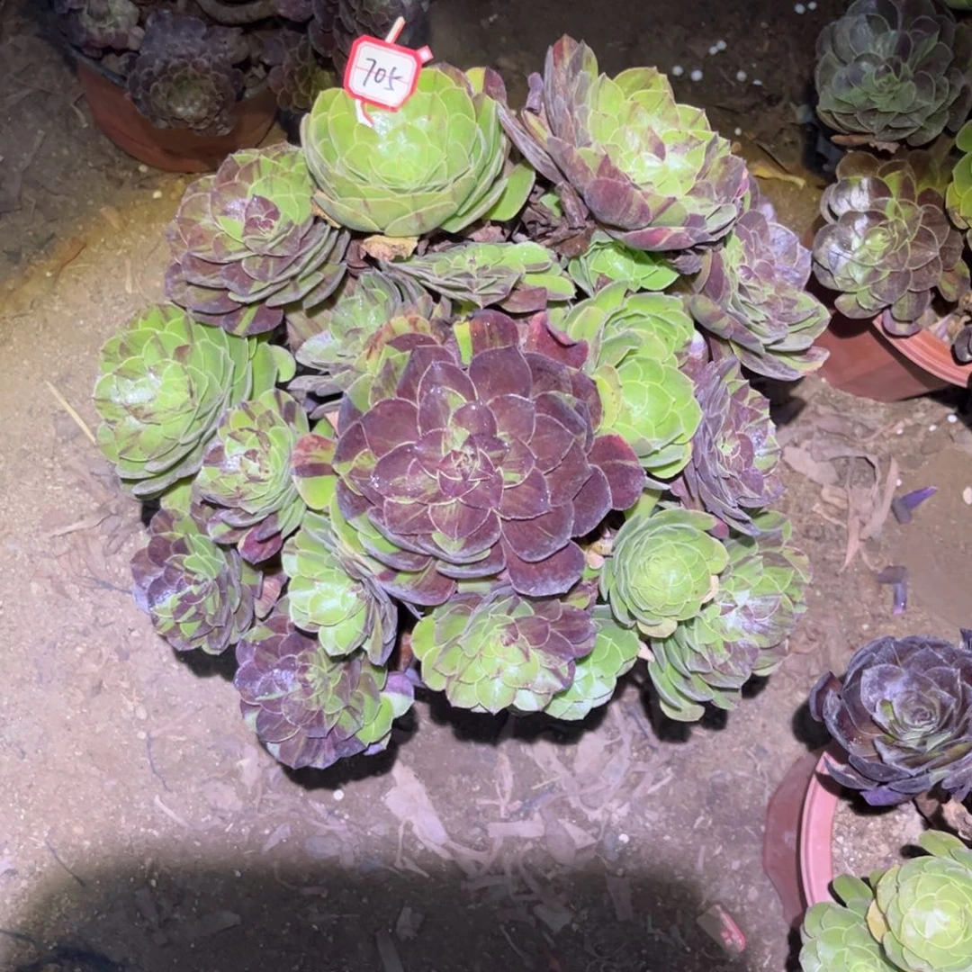 705多肉植物花月夜