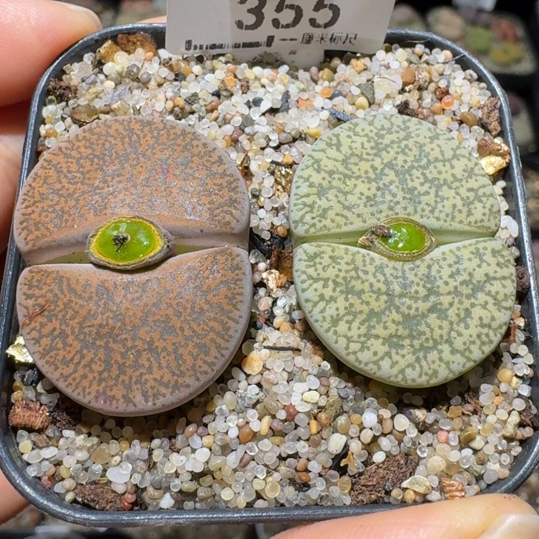 Sss清仓便宜出了355卡2.7