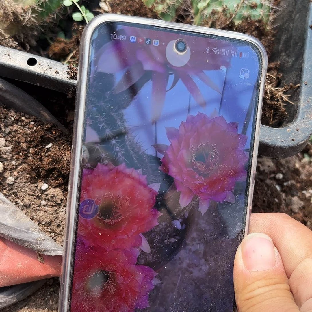 根立夏瑕疵不大球球