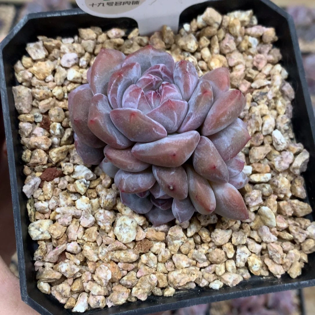 A39 突尼斯 模特同款