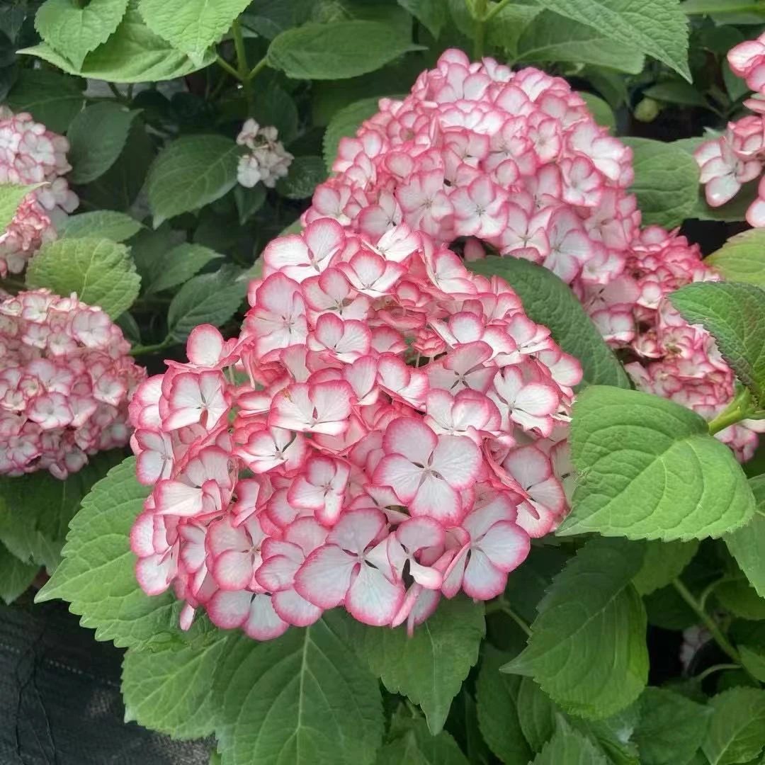 火星的花园/1加仑美佳子绣球/不保证开几朵花