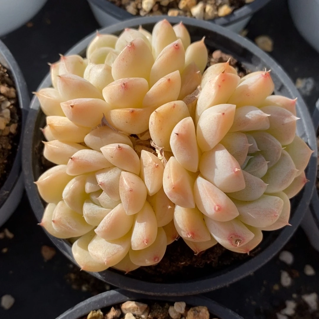 一物一拍多肉植物-下滑链接更多品种选择