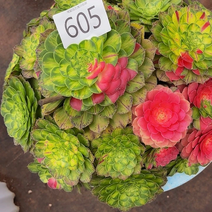 多肉植物知否605一