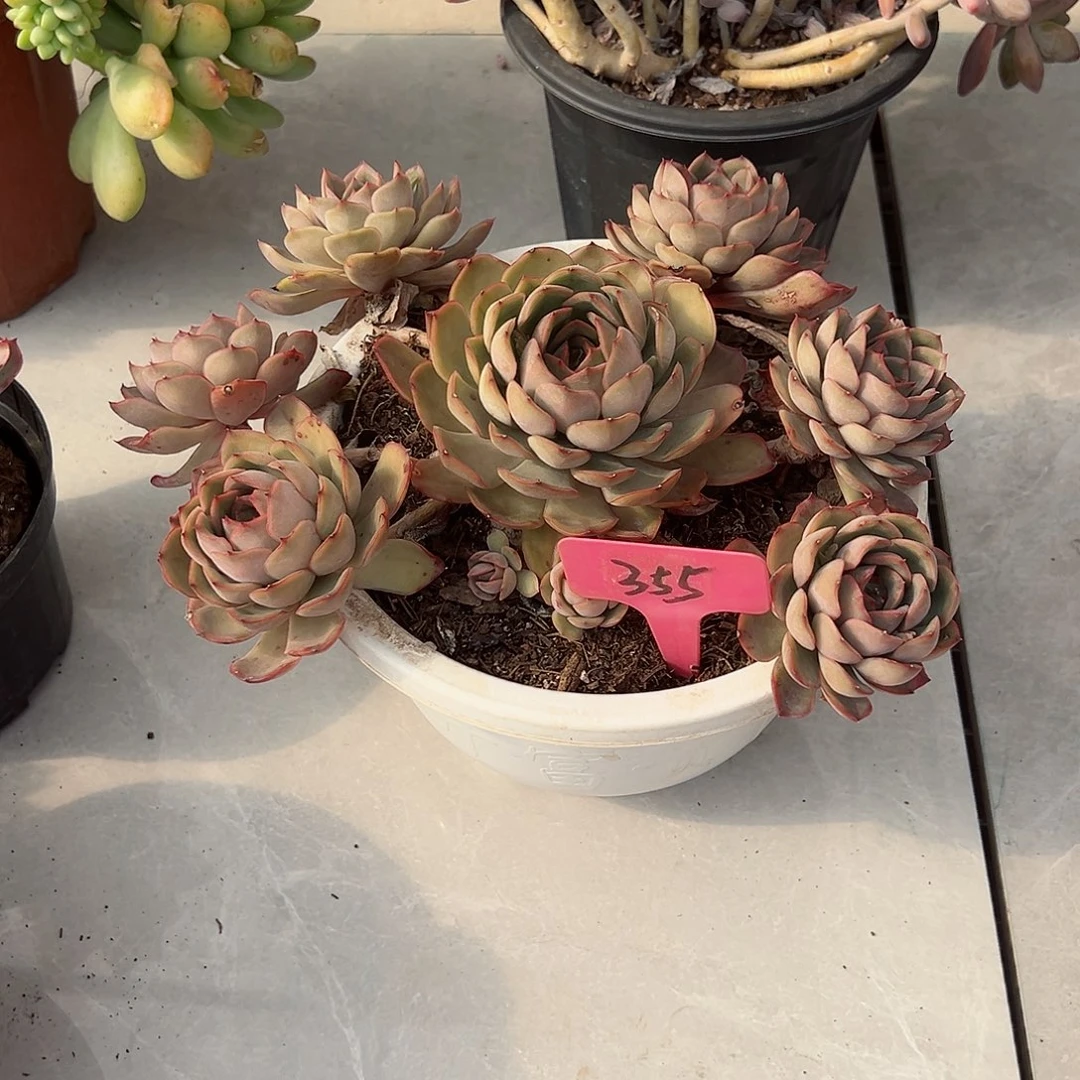 凡*355冰红茶多肉植物