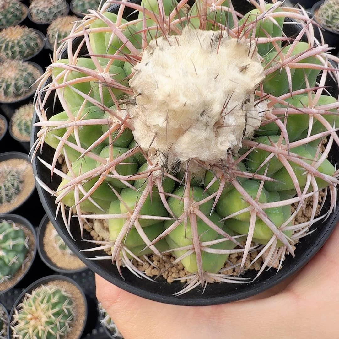 实生圆盘玉脱土发货