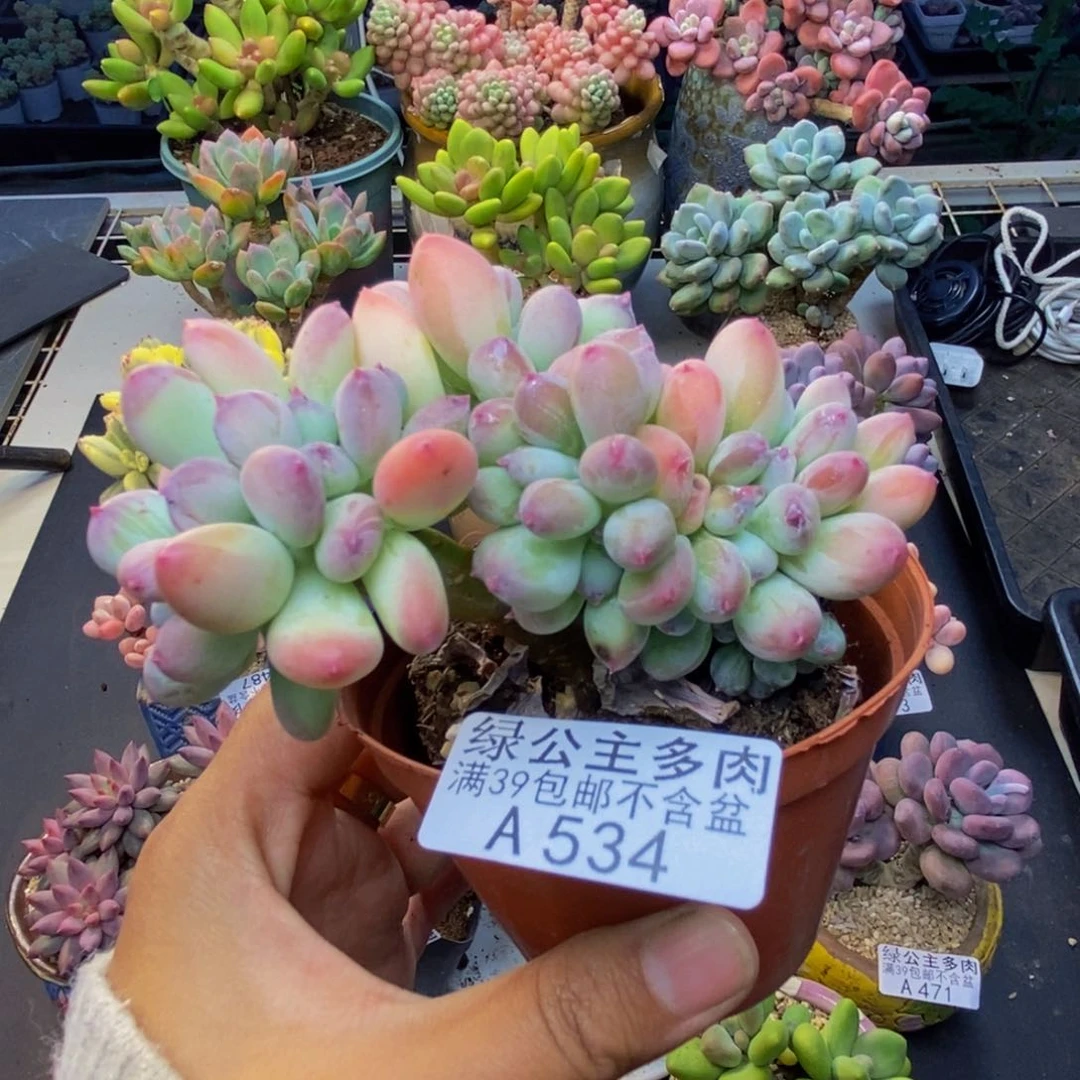 534苹果奶四代缀多肉7c m