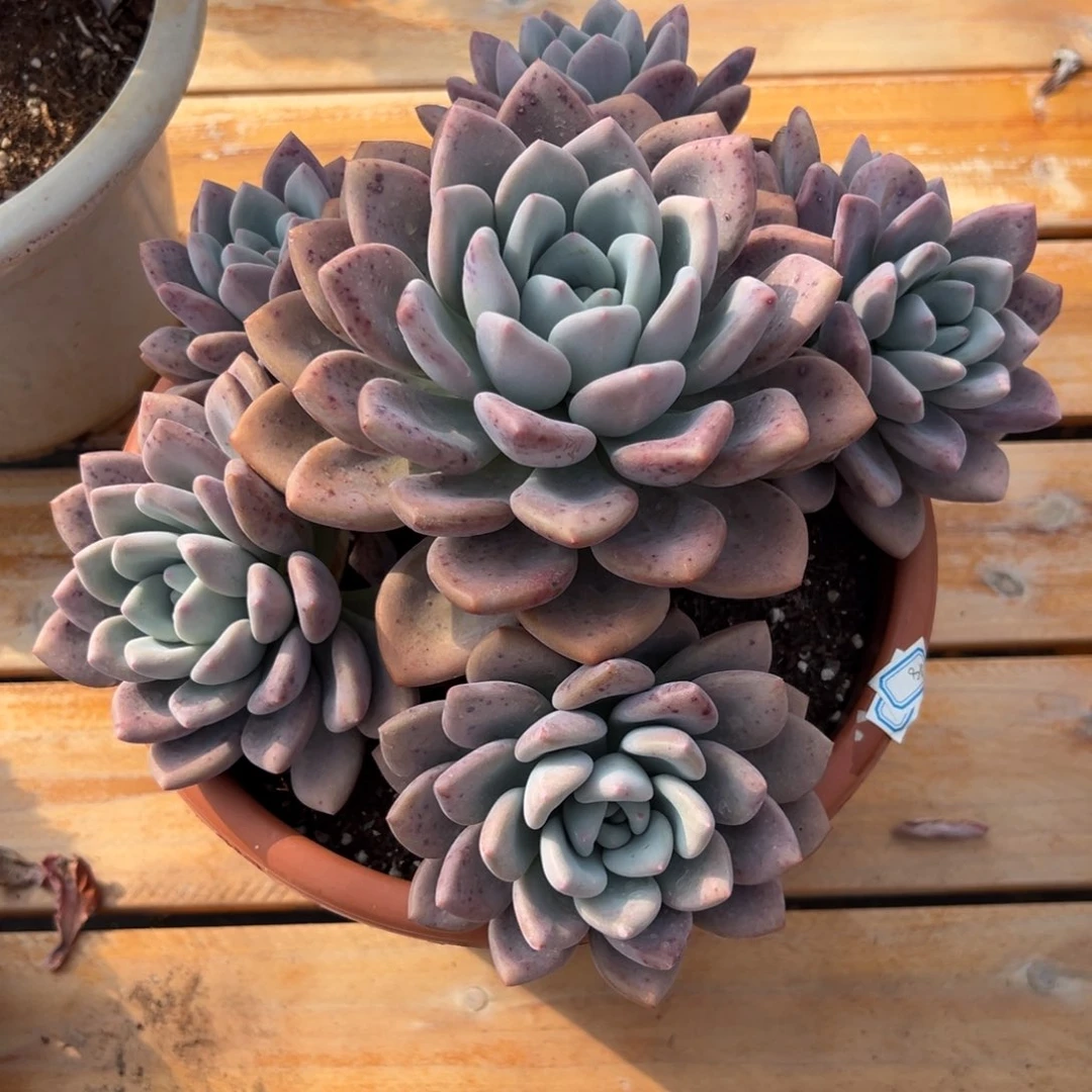 多肉植物老桩多头奥普琳娜
