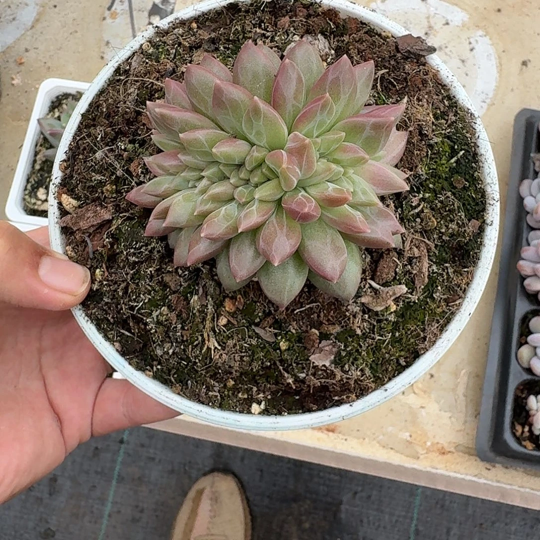 迷雾泡泡 缀化  一物一拍