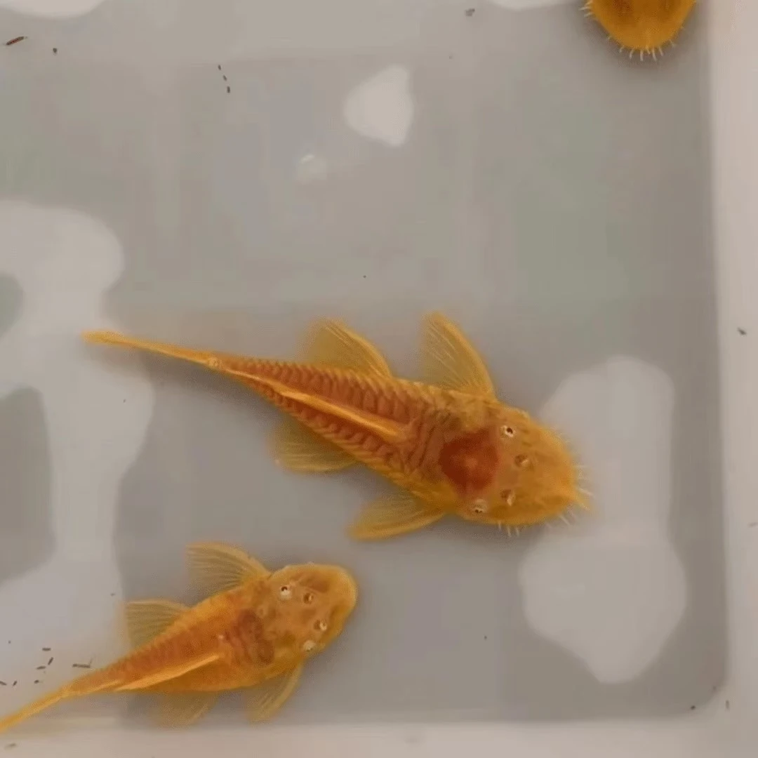 繁殖种鱼抱卵满黄黄金胡子鱼