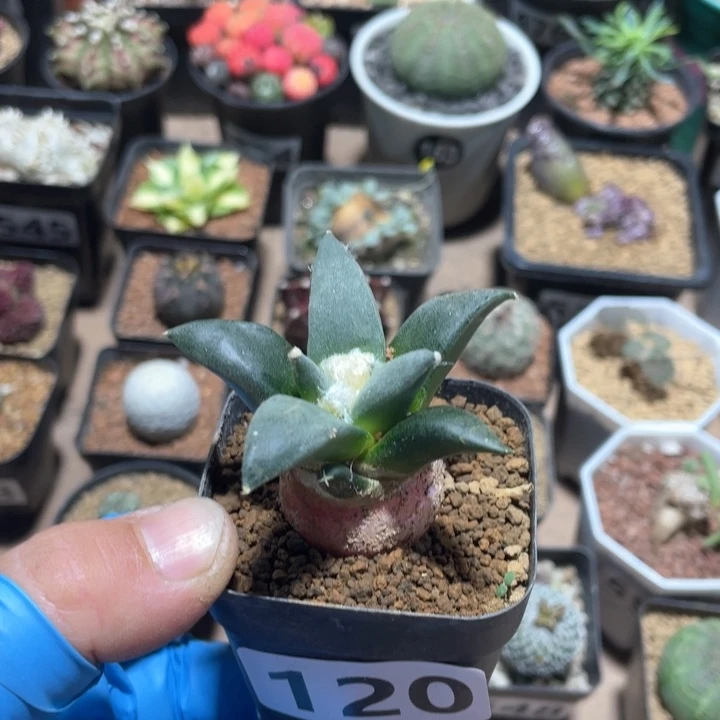 小****员120实生龙牙牡丹