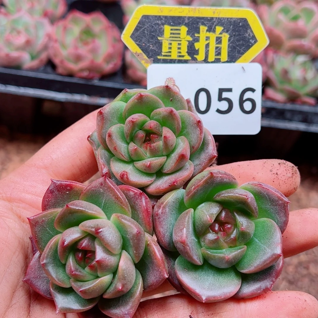 多肉植物多肉植物