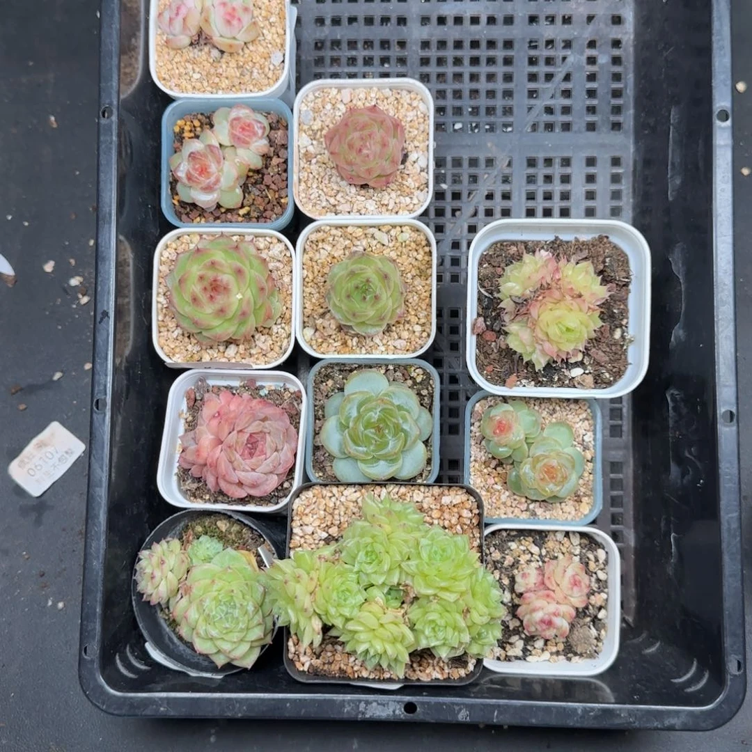 捕***手一物一拍麦秆甜心