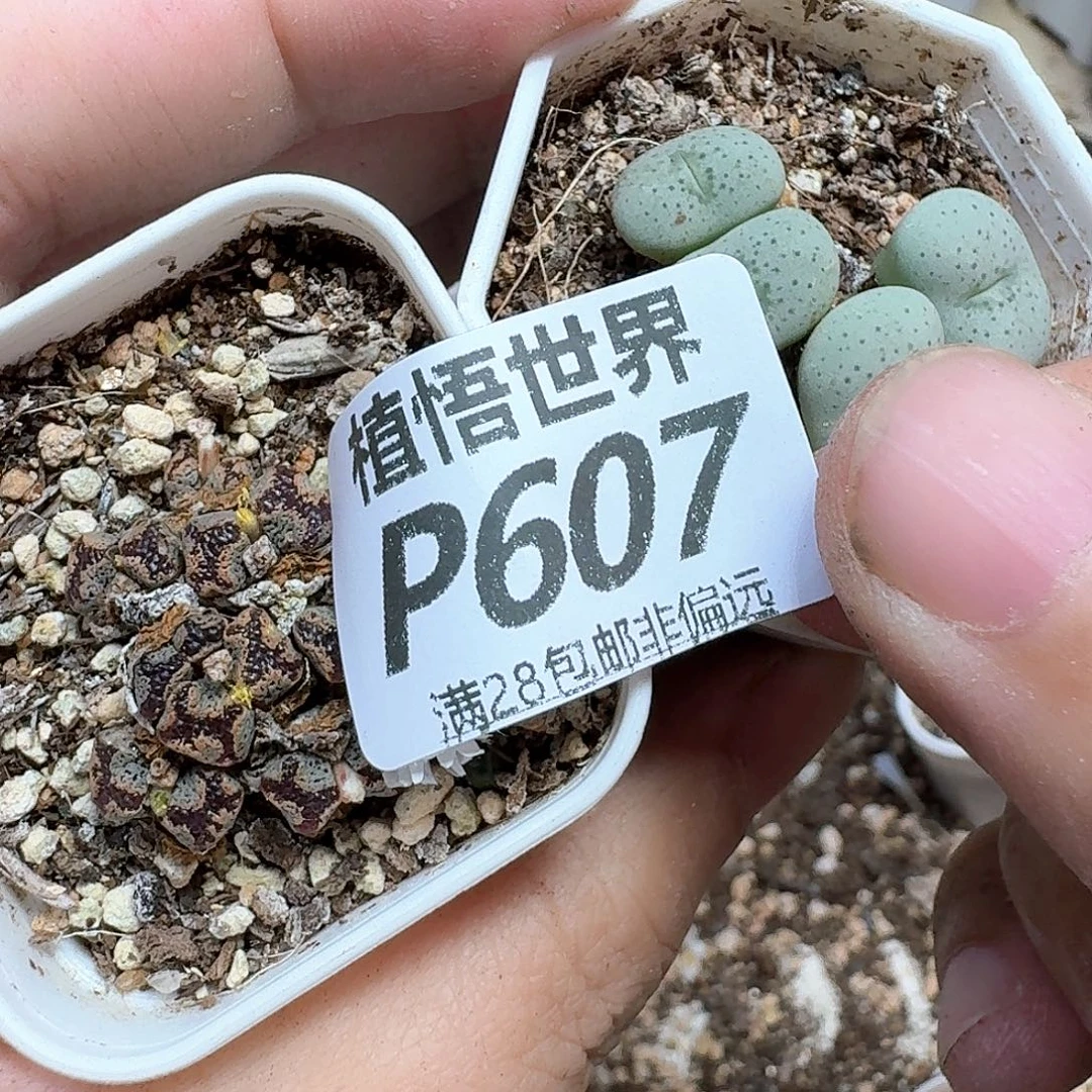 多肉植物的润泽发发