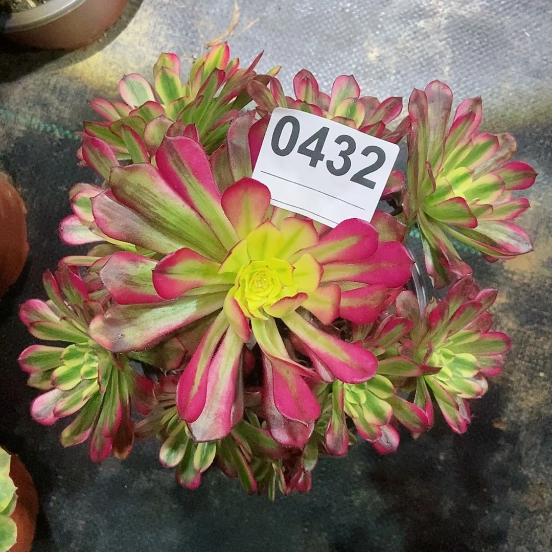 红陶0432维纳斯3多肉小颗