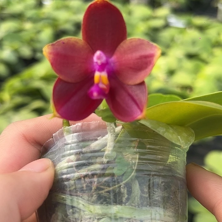 完全开放bt22102花剑