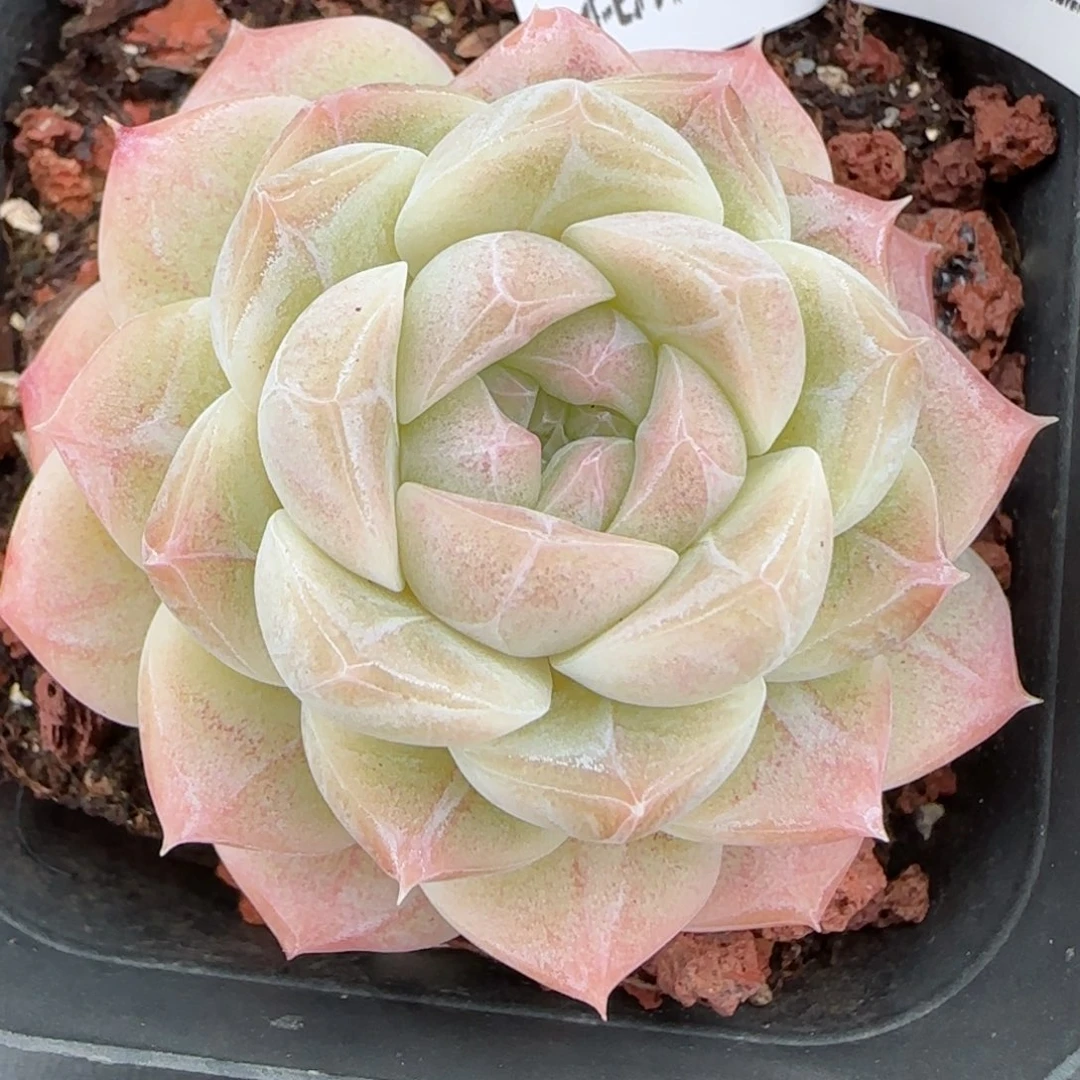 花语逸镜0127-315